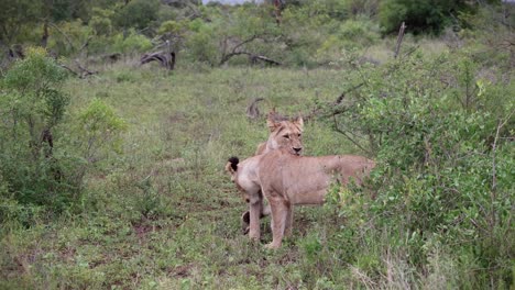 Two-adult-lionesses-stalking,-playing-and-jumping-before-greeting,-smelling-and-interacting-with-each-other-in-Kruger-National-Park,-South-Africa