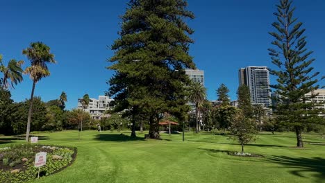 Wide-panning-view-Queens-Gardens,-Perth---city-parkland-tall-pines-and-palms