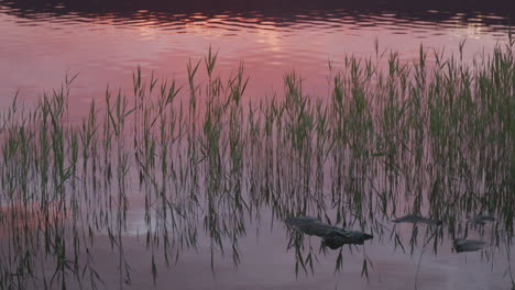 Cañas-Junto-Al-Agua-Que-Reflejan-El-Cielo-Del-Atardecer-En-Overhalla,-Namsos-En-Noruega