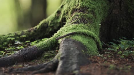 The-timeless-beauty-of-nature-in-the-moss-covered-roots-of-an-ancient-tree-in-contrast-with-tiny-plants-growing-nearby