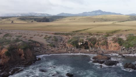 Close-up-push-in-shot-of-northern-elephants-seals-gathered-along-the-coastline-in-San-Simeon,-California