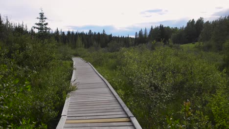 The-Beaver-Boardwalk-is-a-unique,-wooden-pathway-that-winds-through-wetlands-and-fully-functioning-beaver-pond-in-Hinton,-Alberta-with-seating-areas,-interpretive-signs-and-two-observation-towers