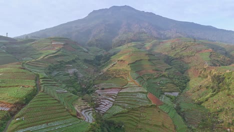 Aerial-view-of-tobacco-plantation-on-the-slope-of-Mount