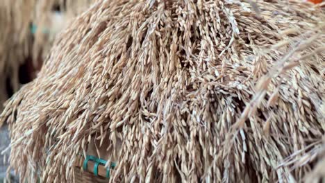 Paddy-seeds-that-are-still-on-the-stalk-after-being-harvested-from-the-rice-field