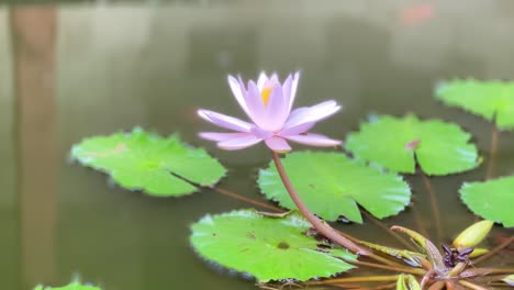 Weiße-Lotusblume-Auf-Dem-Teich-Mit-Grünen-Blättern,-Die-Auf-Der-Wasseroberfläche-Schwimmen