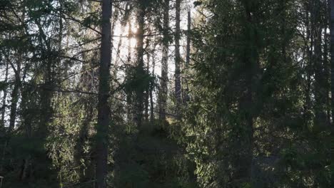 Sunlight-filters-through-the-crowns-of-tall-pine-trees-in-the-depths-of-the-dark-forest,-casting-ethereal-rays-that-illuminate-the-woodland