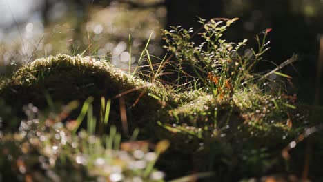 Morning-sun-illuminates-lush-forest-undergrowth,-blueberry-shrubs,-moss,-lichen,-and-grass,-beaded-with-dewdrops-creating-an-enchanting-scene-of-beauty-and-serenity