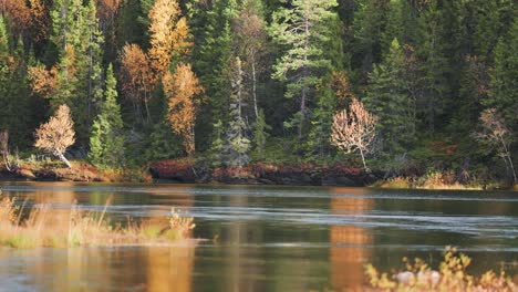 Un-Ambiente-Tranquilo-A-Orillas-De-Un-Lago-Sereno,-Donde-Abedules-Vibrantes-Y-Pinos-Majestuosos-Adornan-El-Colorido-Bosque-Otoñal,-Creando-Una-Escena-Pintoresca