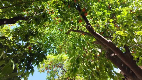 Orange-fruit-tree-with-green-leaves,-view-from-below-Morocco,-North-Africa