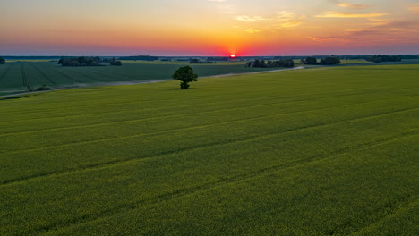 Goldener-Sonnenuntergang-über-üppigen-Grünen-Kornfeldern