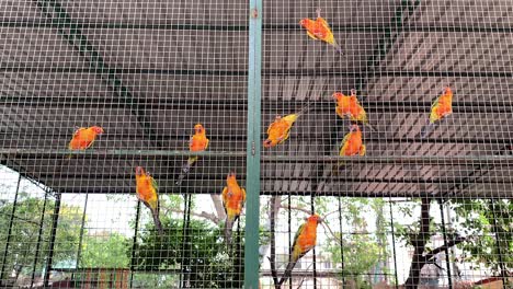 sun-cocure-birds-showing-lessons-inside-a-large-cage-trying-to-get-out-of-the-cage