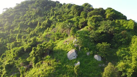 Aerial-approach-shot-of-Palm-Trees-on-Lush-Hillside-at-Sunset