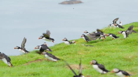 Flock-of-Puffin-Birds-Flying-at-Seaside-Cliff-SLOMO-TRACK