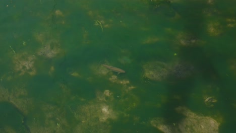 Underwater-view-of-a-fish-swimming-over-rocks-and-vegetation-in-the-clear-green-waters-of-Rastoke,-Croatia