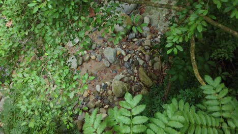 Drone-eye-view-soaring-through-humid-rainforest-and-streams-in-Colombia