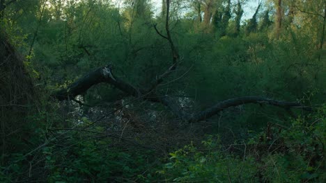 Dichtes-Waldgebiet-Am-Jarun-See-In-Zagreb,-Kroatien,-Mit-Einem-Großen,-Umgestürzten-Baum-Und-Dichter-Vegetation