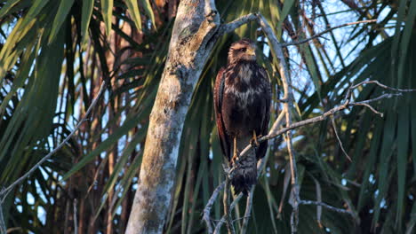 Joven-Halcón-De-La-Selva-Tropical-En-El-Bosque