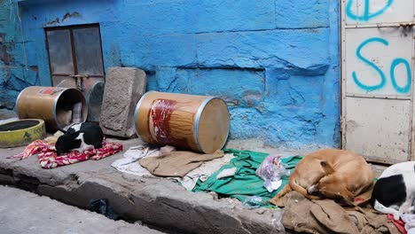 Refugio-Para-Perros-Callejeros-En-Las-Calles-De-La-Ciudad-Por-La-Mañana-Desde-Un-ángulo-Plano.-Se-Toma-Un-Video-En-Jodhpur,-Rajasthan,-India.