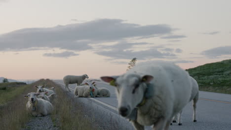 Close-up-of-sheep-flock-on-road-with-sheep-and-lamb-walking-towards-camera