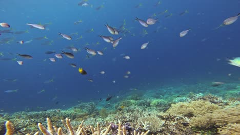 Un-Animado-Arrecife-De-Coral-Repleto-De-Una-Variedad-De-Peces-Nadando-Pacíficamente,-Mostrando-El-Tranquilo-Ambiente-Submarino