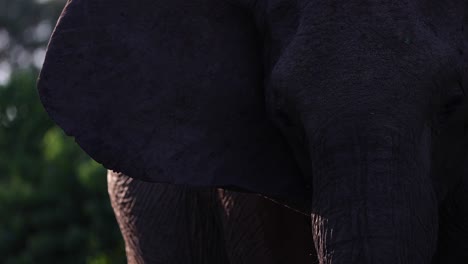 Side-lit,-close-up-of-an-elephant-cow's-face-as-she-flaps-her-ears-and-moves-in-and-out-of-the-warm-rimmed-light-in-Mapungubwe,-South-Africa