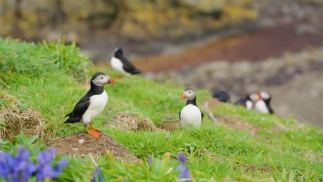 Close-up-of-group-of-Puffin-interacting-in-nature,-Lunga,-Scotland