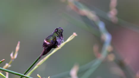 Einzelne-Männliche-Festliche-Kokette-Kolibri