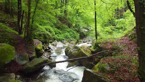 Mountain-river---stream-flowing-through-thick-green-forest