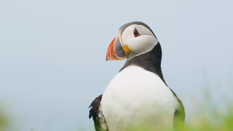 Close-up-shot-of-cute-Puffin-looking-around,-Lunga,-Scotland