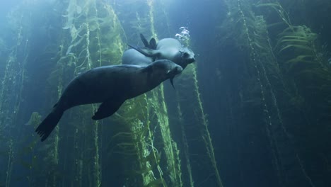 Family-of-Sea-Lions-playing-in-the-water