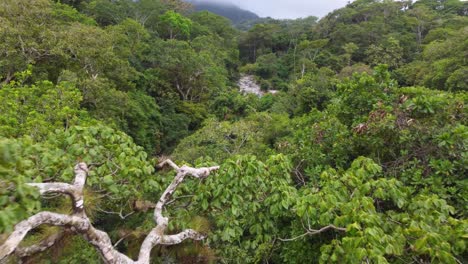 Hermoso-Bosque-Cerca-De-Santa-Marta-En-Magdalena-En-Colombia-A-La-Luz-Del-Día