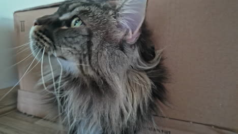 Petting-maine-coon-breed-cat-inside-cardboard-box-indoor-inside-house