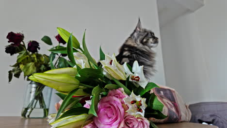 Maine-Coon-Cat-breed-indoor-next-to-a-bouquet-of-colorful-flowers