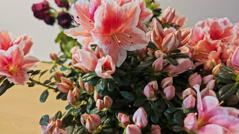 Azalea-flower,-white-and-pink-flowers-blossom-bouquet-in-bloom,-gift-idea