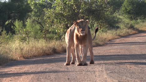 Two-young-male-lions-walk-together-rubbing-heads,-showing-affection-and-looking-around