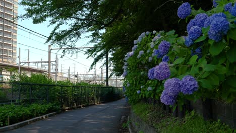 Ruhiger-Sommertag-Mit-Hortensien-In-Voller-Blüte