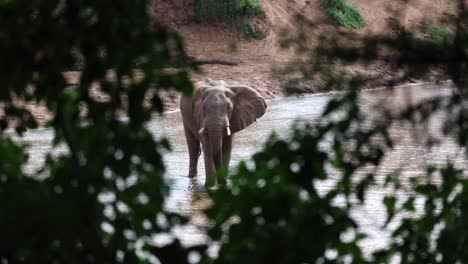 Elephant-bull-standing-calmly-in-a-shallow-river,-framed-through-foliage-in-foreground-in-Kruger-National-Park,-South-Africa