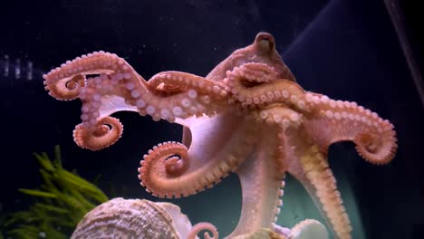 Curious,-Friendly,-Intelligent,-Octopus-On-Display-At-The-Long-Beach-Aquarium-Of-The-Pacific