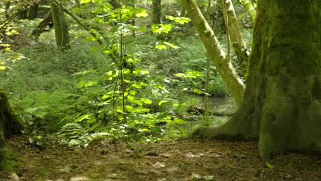 Trees-and-Green-Bushes-in-Dense-Woodland-Forest-on-Bright-Sunny-Day---Slow-Motion