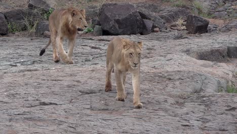 Two-young-male-lions-moving-together-over-a-rocky-surface-in-a-game-reserve