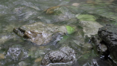 Nahaufnahme-Von-Gurgelndem-Wasser-In-Einem-Gebirgsbach,-Mit-Steinen-Und-Grünen-Blättern