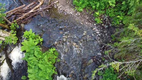 A-clear-brook-winding-through-a-lush-forest,-surrounded-by-vibrant-greenery-and-rocks