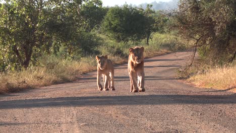 Young-lions-moving-towards-the-camera-in-the-kruger-national-park,-south-africa