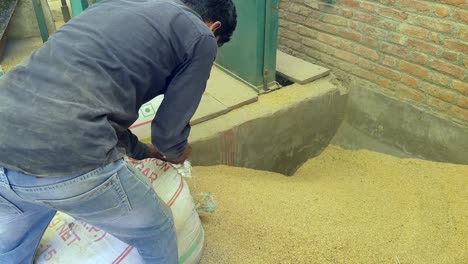 Man-put's-up-Raw-Rice-for-processing-during-the-process-of-rice-milling-or-rice-production