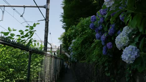 POV-Caminando-Por-La-Carretera-De-Hortensias-En-Tokio