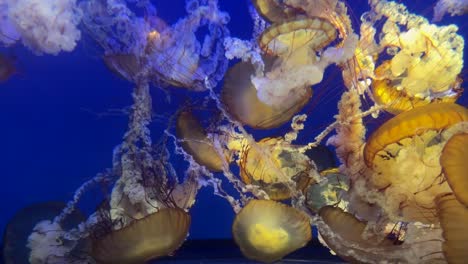 Un-Hermoso-Grupo-De-Medusas-Ortiga-De-Mar-Del-Pacífico