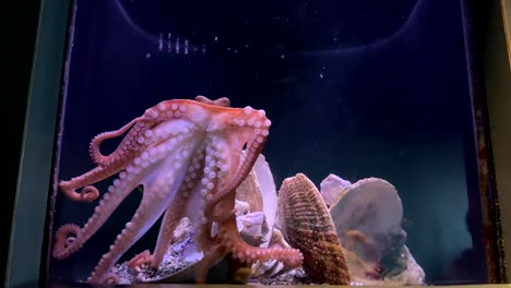 Day-Octopus--In-Aquarium-Fish-Tank