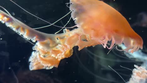 Medusa;-Hermosa-Gelatina-De-Mar-A-La-Deriva-Bajo-El-Agua