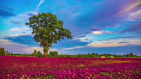 Vibrant-colorful-tulip-flower-field-with-dramatic-sunset-sky,-panorama-timelapse