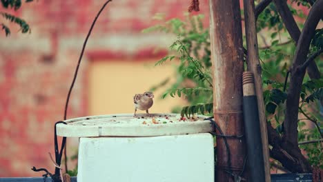 Indian-house-sparrow-feeding-rice